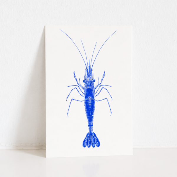 Carte Postale Crevette – Illustration Marine par Marie-Laure Audouard | Atelier 2 Bis